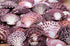 pink white scallop shells 1 kg